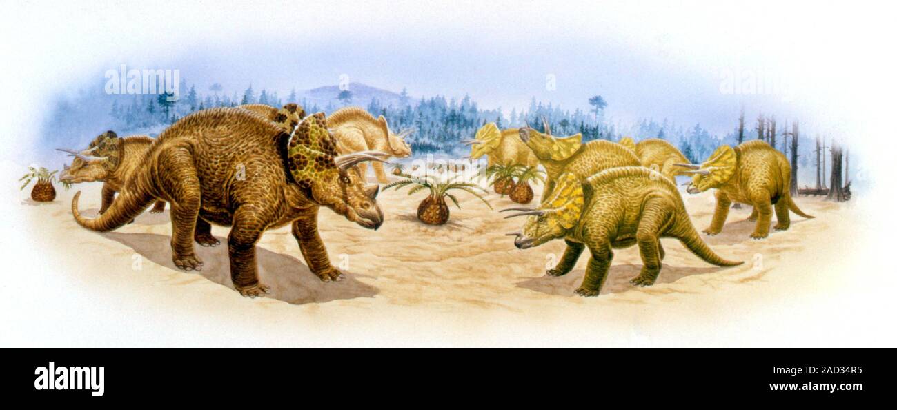 Triceratops dinosaurs. Computer illustration of Triceratops horridus ...