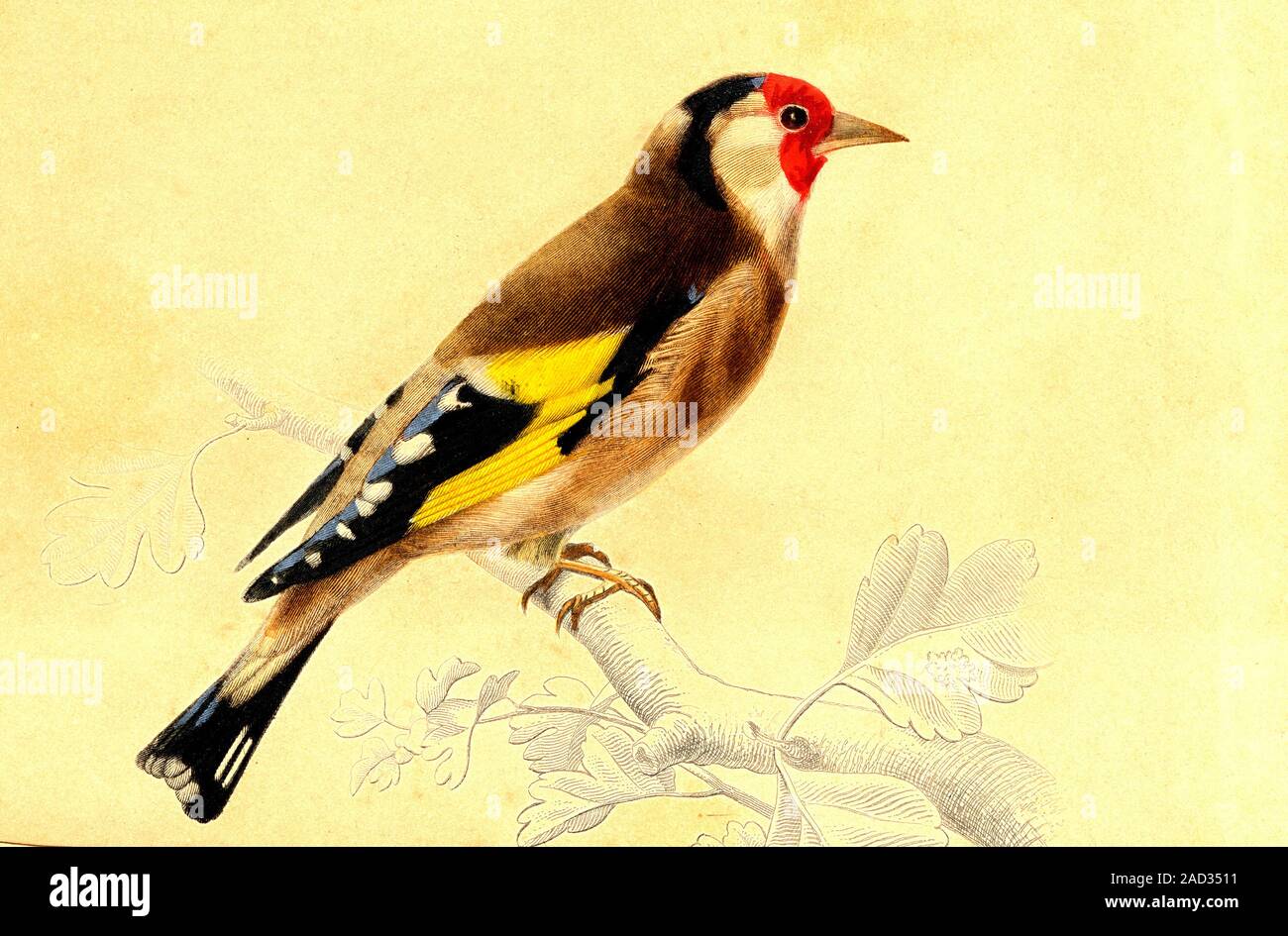 Affiche Toile Chardonneret Par John Gould – Impression 60x90 Cm, Décoration Murale Style Naturaliste
