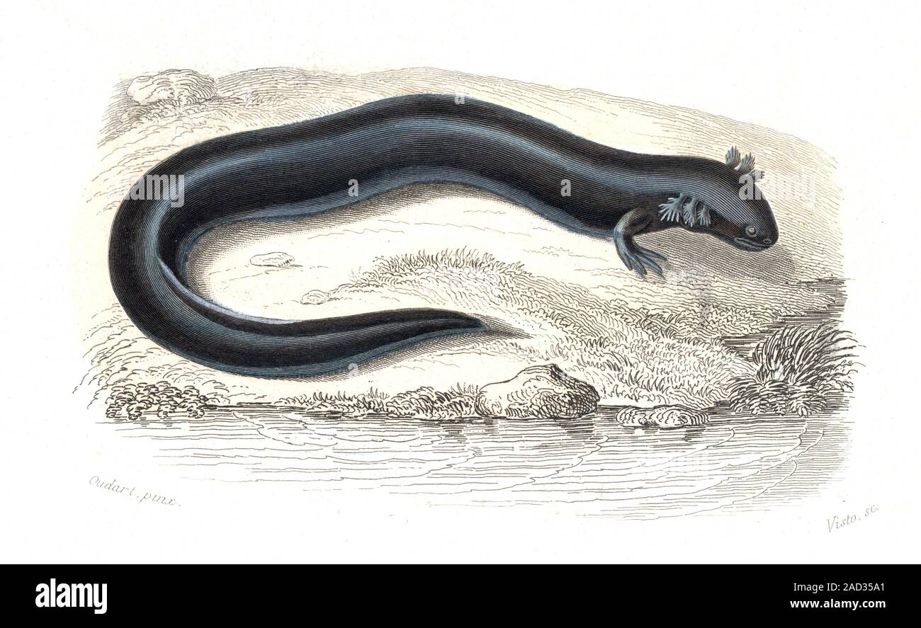 Greater siren (Siren lacertina), 1869 illustration. Sirens are aquatic ...
