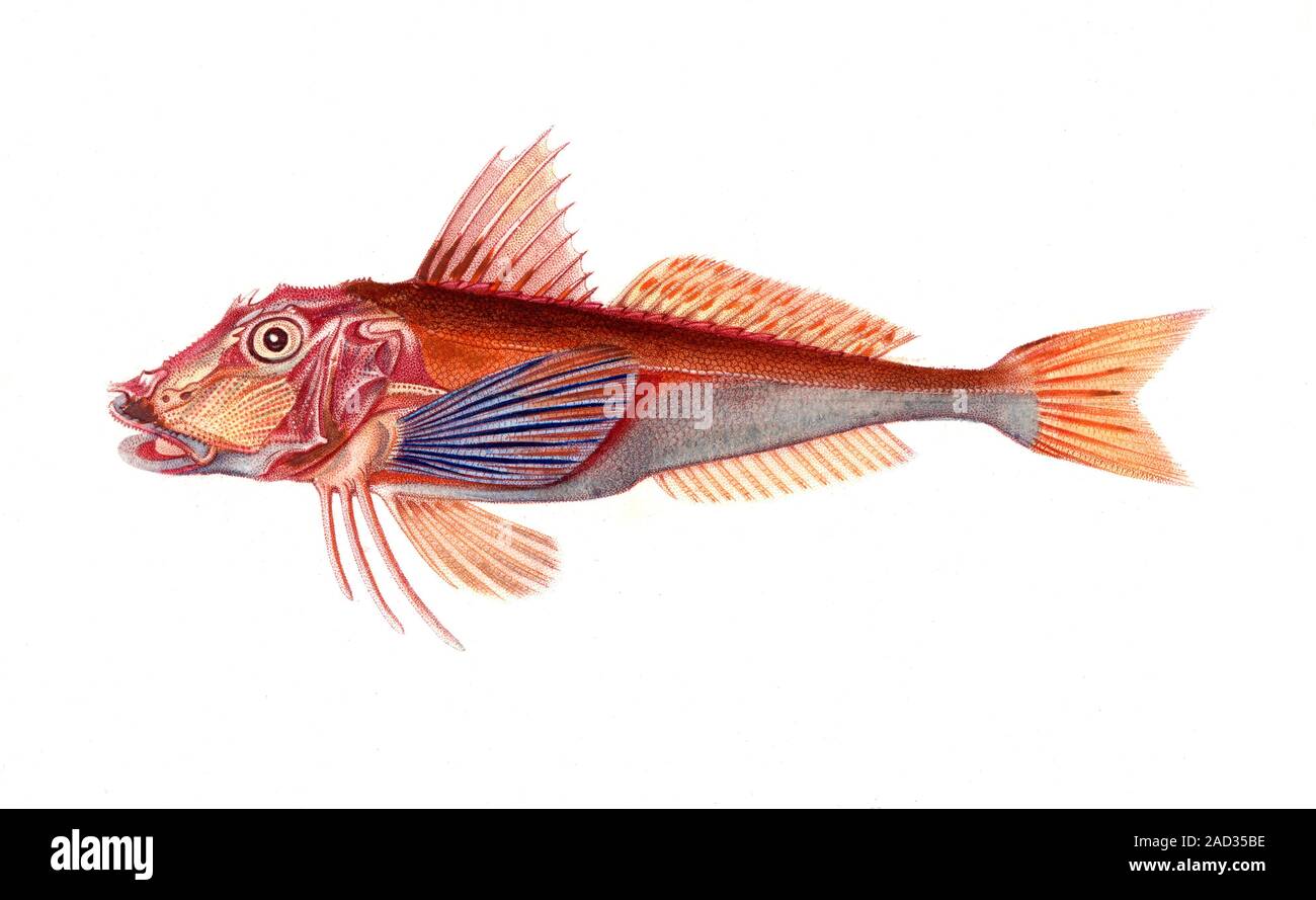 Gurnard (Trigla hirundo), 1849 illustration. Gurnards (family Triglidae) are bottomfeeding