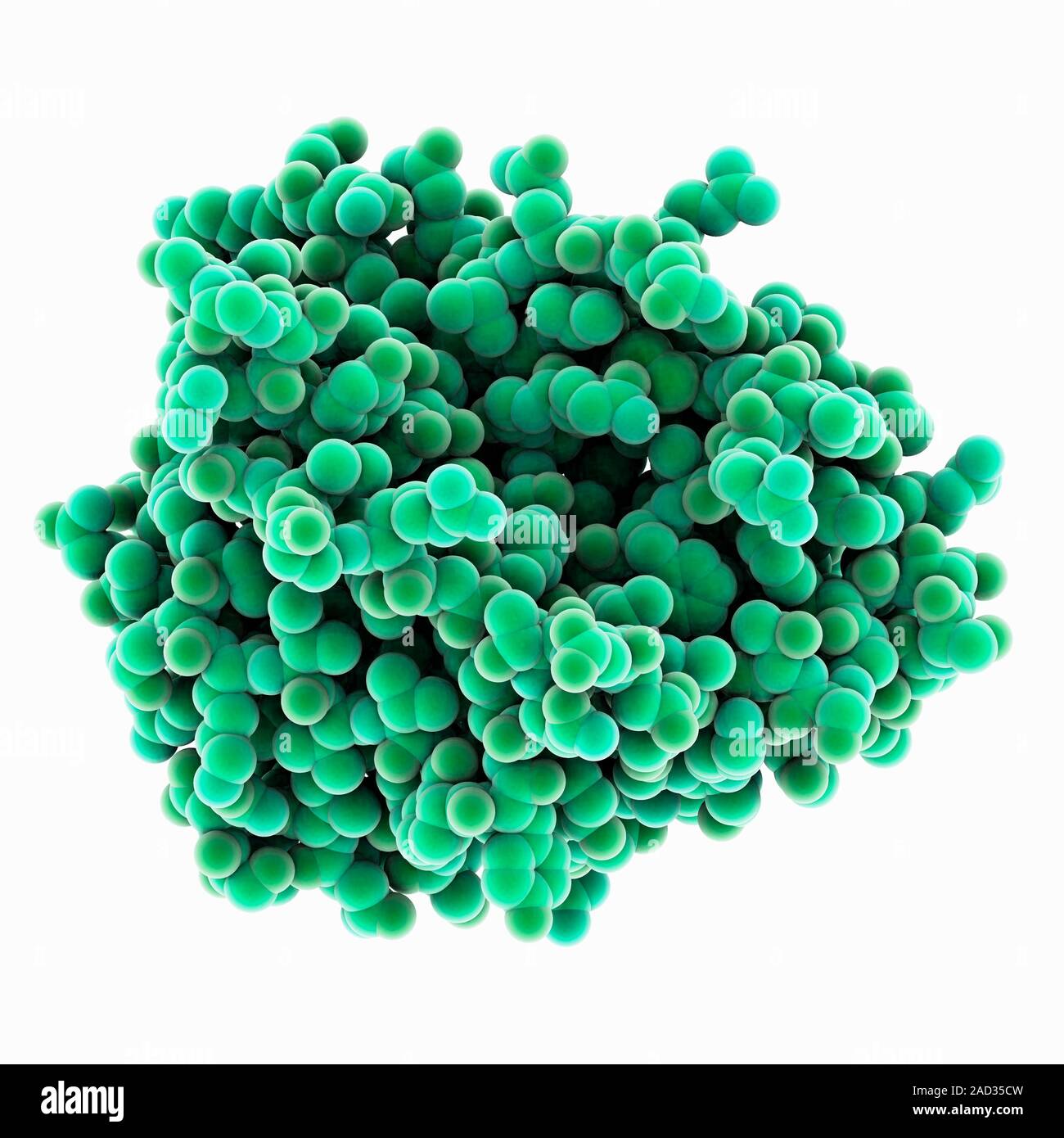 Pancreatic elastase enzyme. Molecular model of pancreatic elastase, an enzyme produced in the