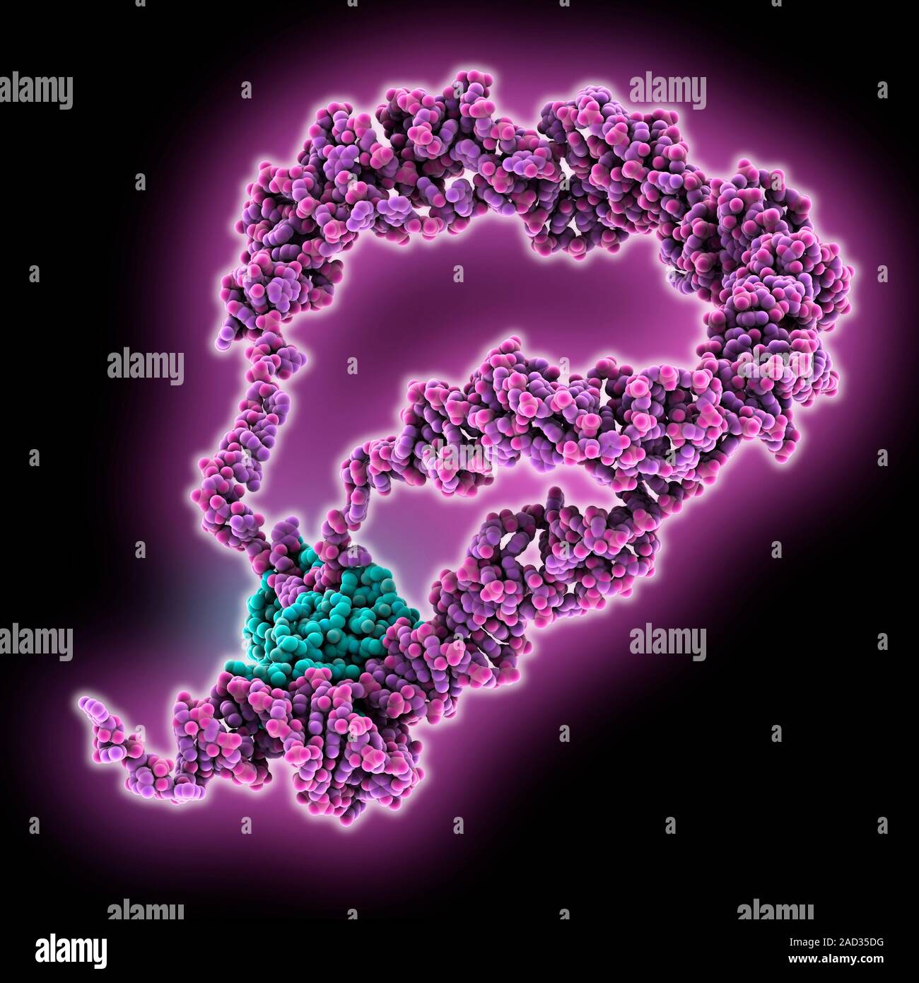 mRNA bound to RNA binding protein. Molecular model of messenger