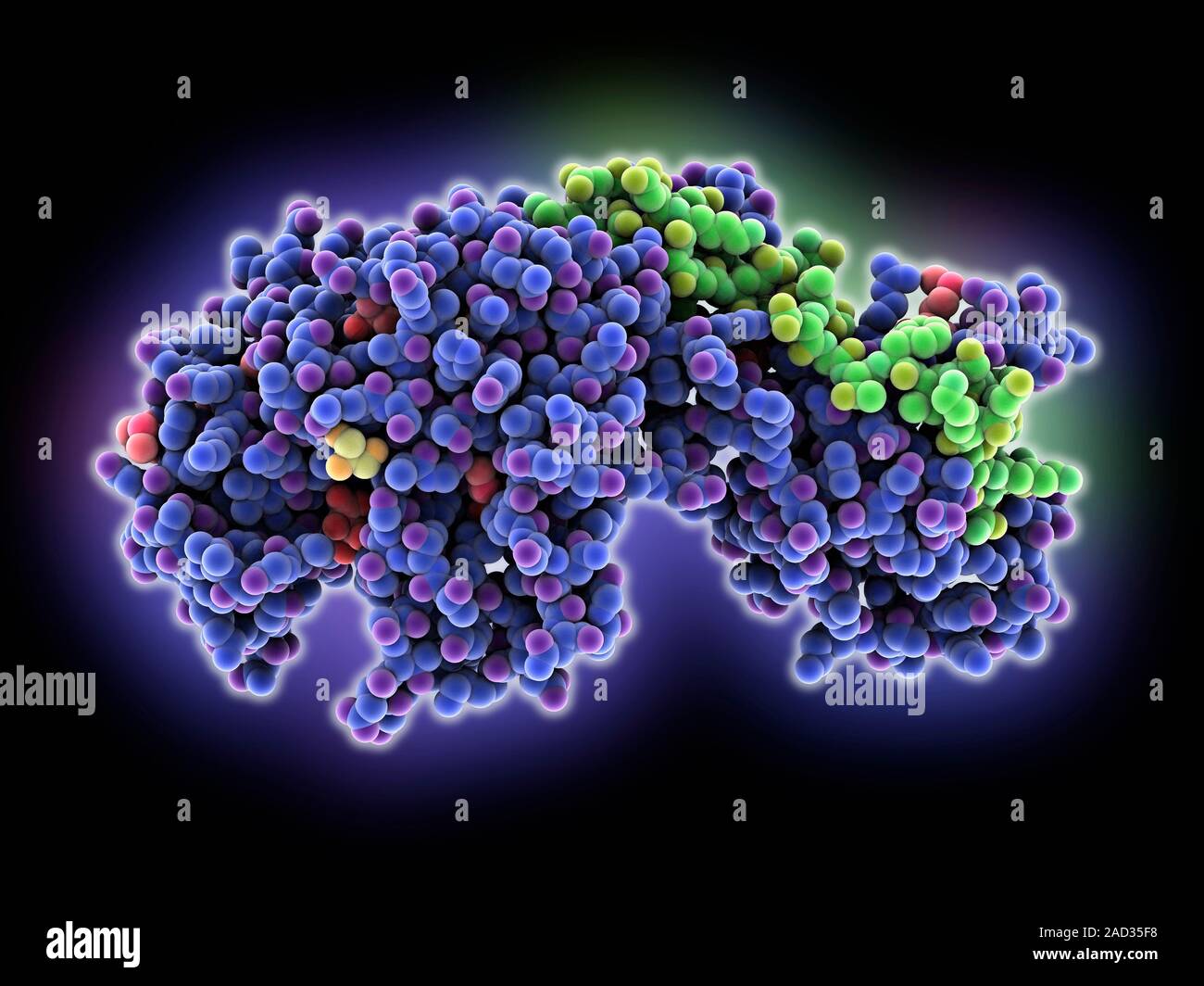 Bacterial penicillinbinding protein. Molecular model of a penicillin