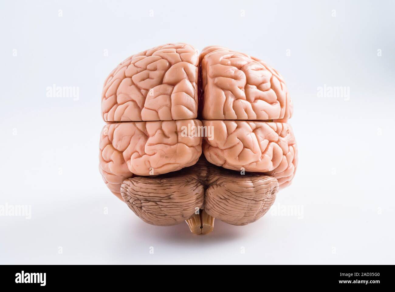 Rear view of an anatomical model of the human brain Stock Photo Alamy