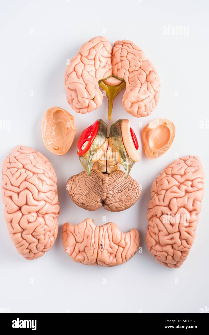 Exploded view of an anatomical model of the human brain Stock Photo - Alamy