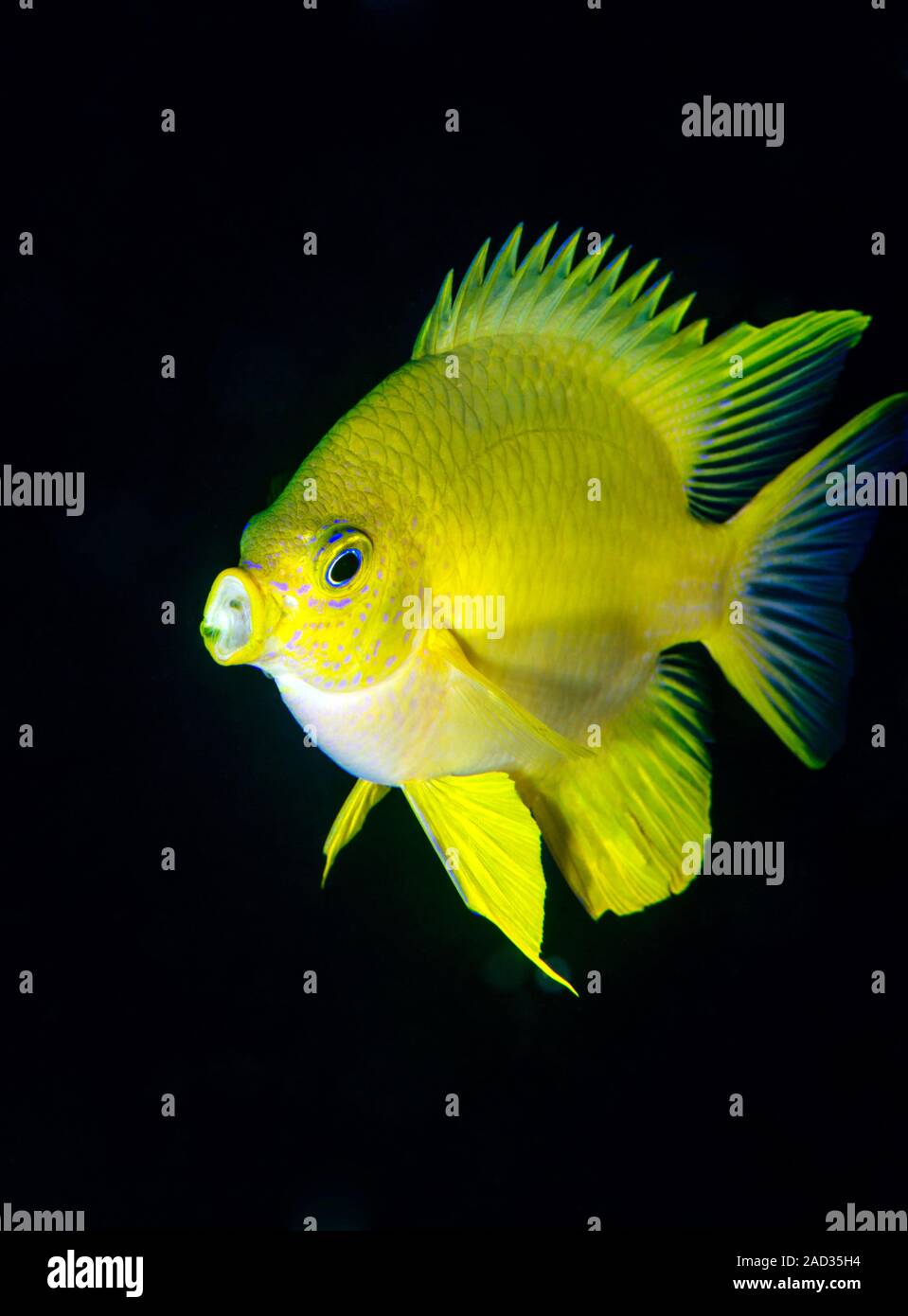 Photo inspiration: Golden Damselfish Amblyglyphidodon Aureus This Species Of Damselfish Photo Inspiration