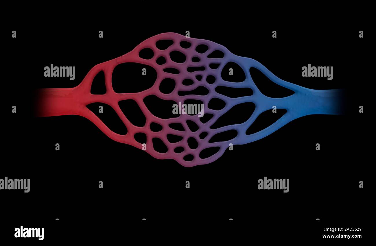 Capillary network. Computer illustration showing a network of ... Biology Diagrams