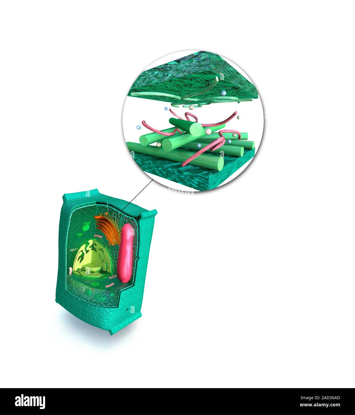 Organelle Computer Eukaryotic cell structure. Cutaway computer illustration showing the ...