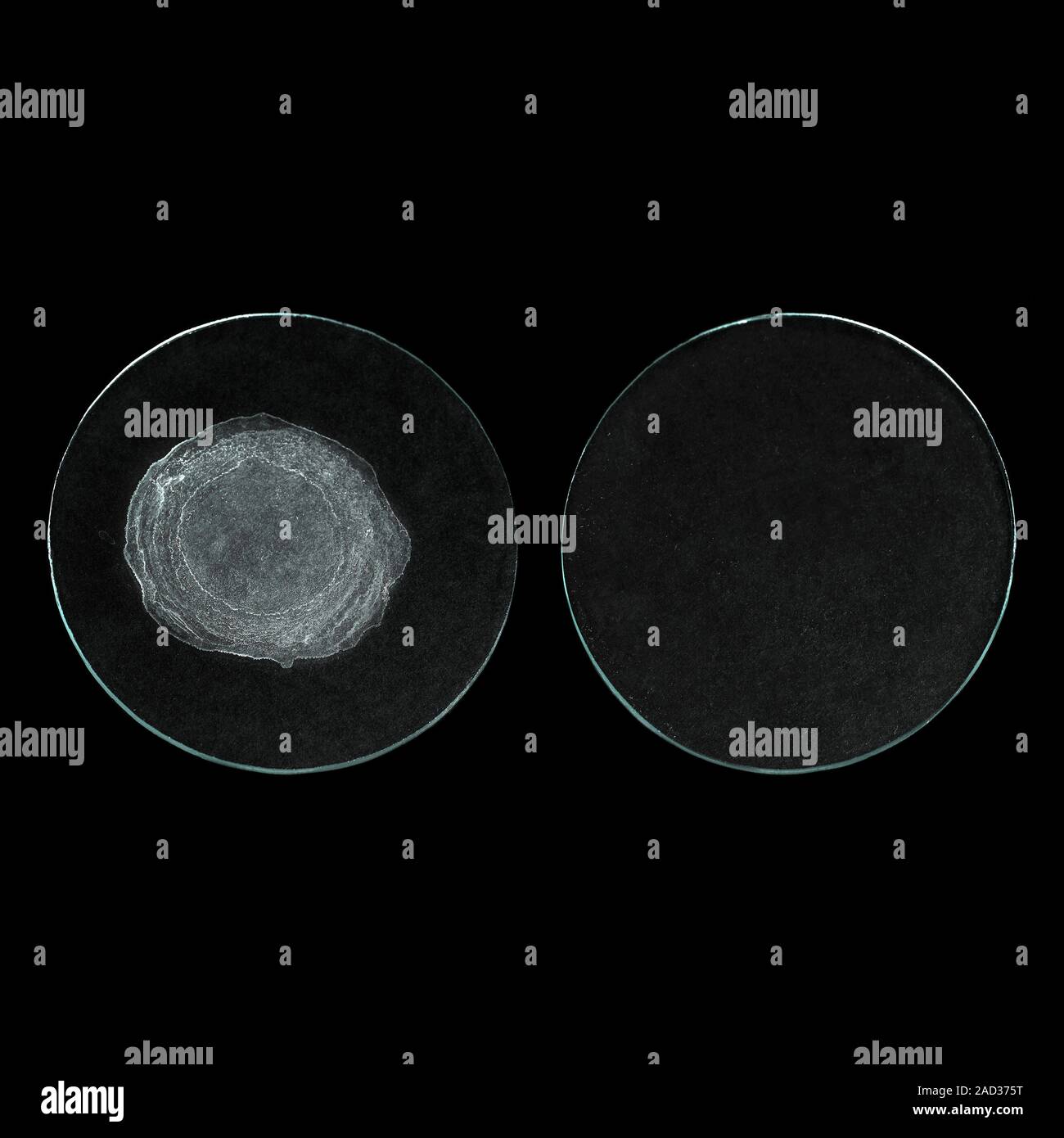 Evaporites of hard water (left) and distilled water. Hard water
