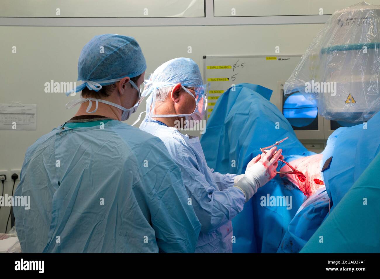 Surgery on fractured femur. Surgeons carrying out bone surgery as part ...
