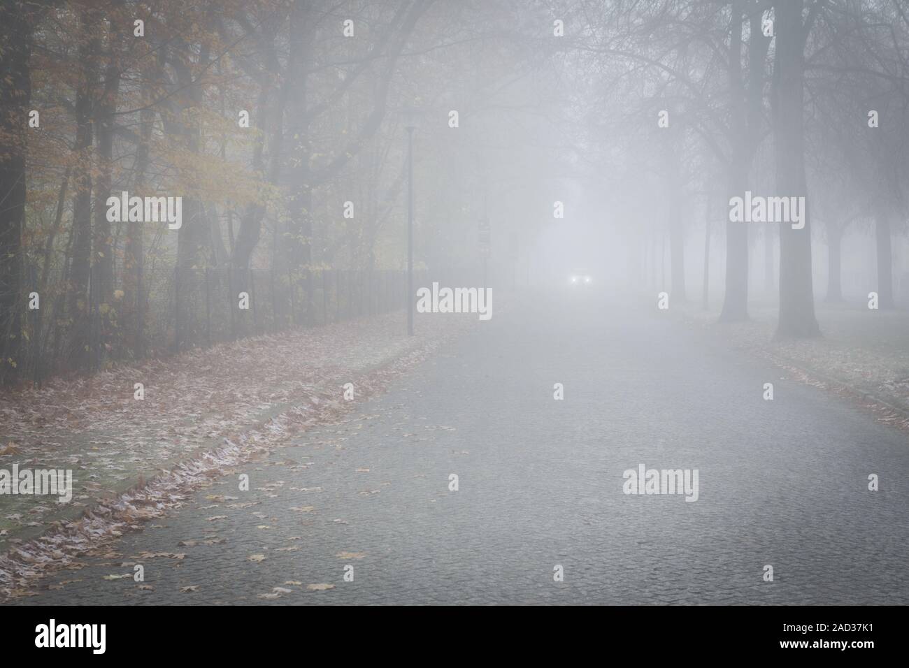 Asphalt road with trees and car in autumn fog Stock Photo - Alamy