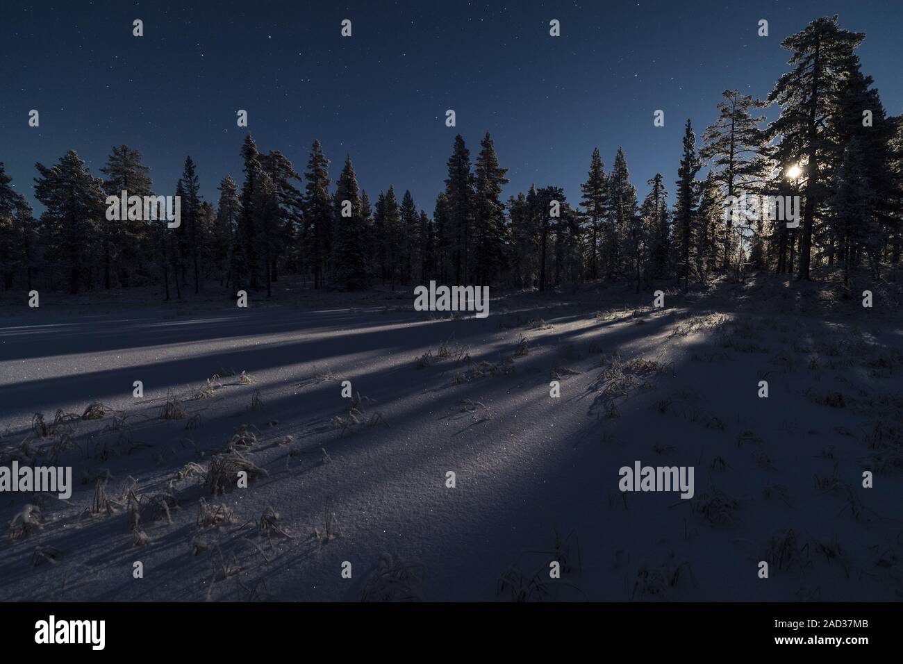 Moonlit winter landscape, Muddus National park, Lapland, Sweden Stock Photo