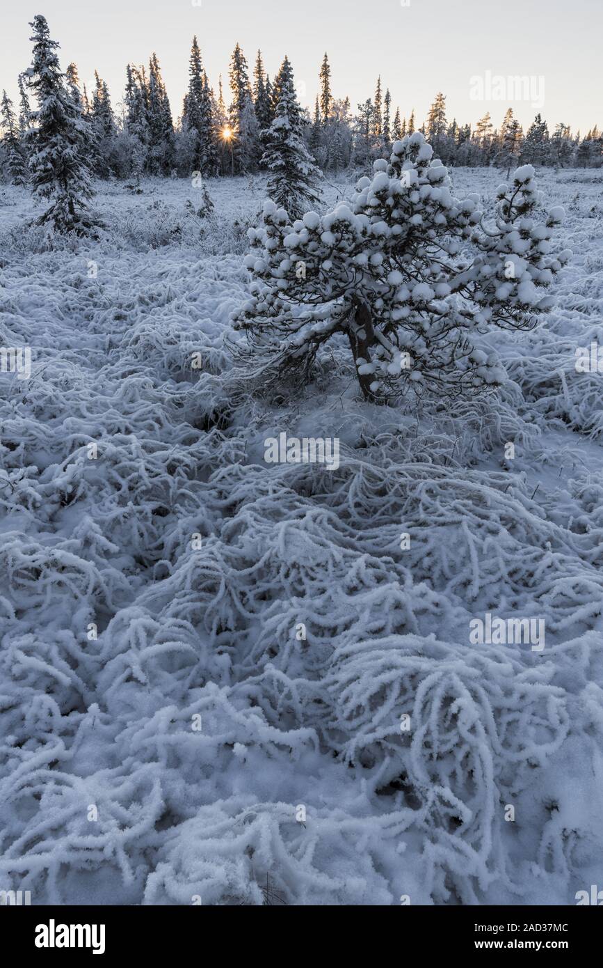 Frost covered winter landscape, Muddus National park, Lapland, Sweden Stock Photo