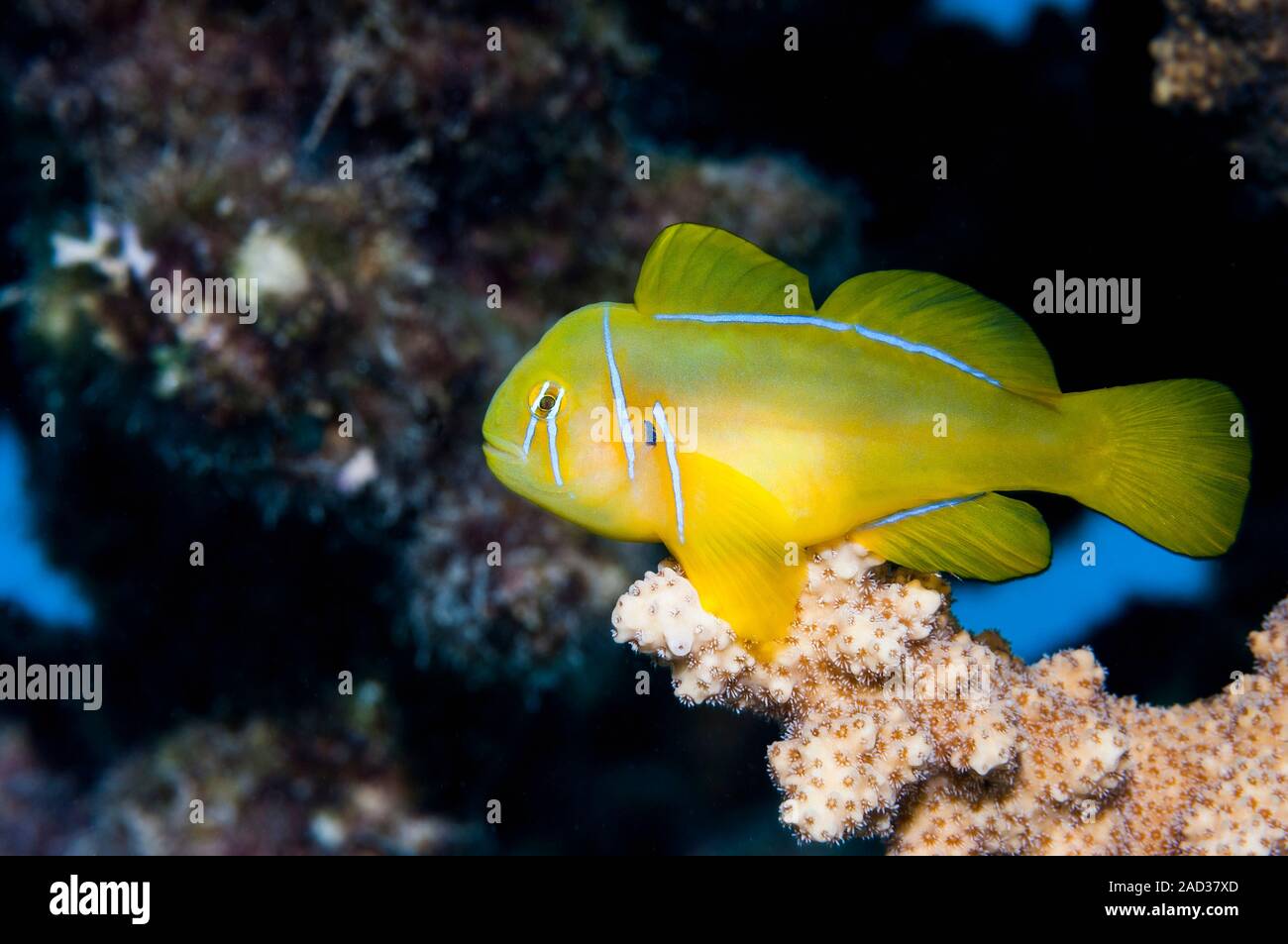 Poison goby (Gobiodon citrinus) on coral. This species of goby (family Gobiidae) is found in the Indian Ocean and Red Sea, to the western Pacific Ocea Stock Photo