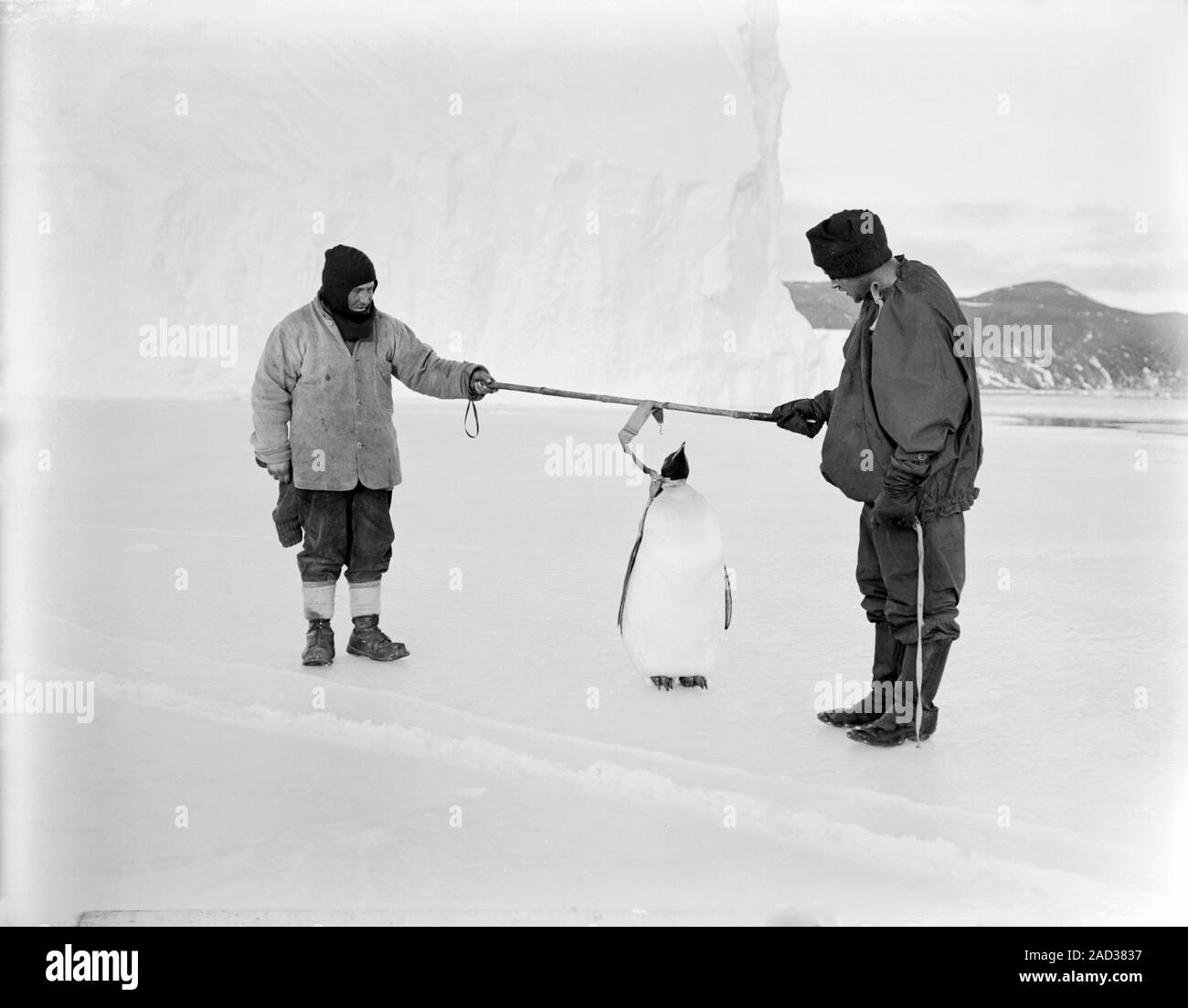 Penguin research in Antarctica. Antarctic exploration crew members