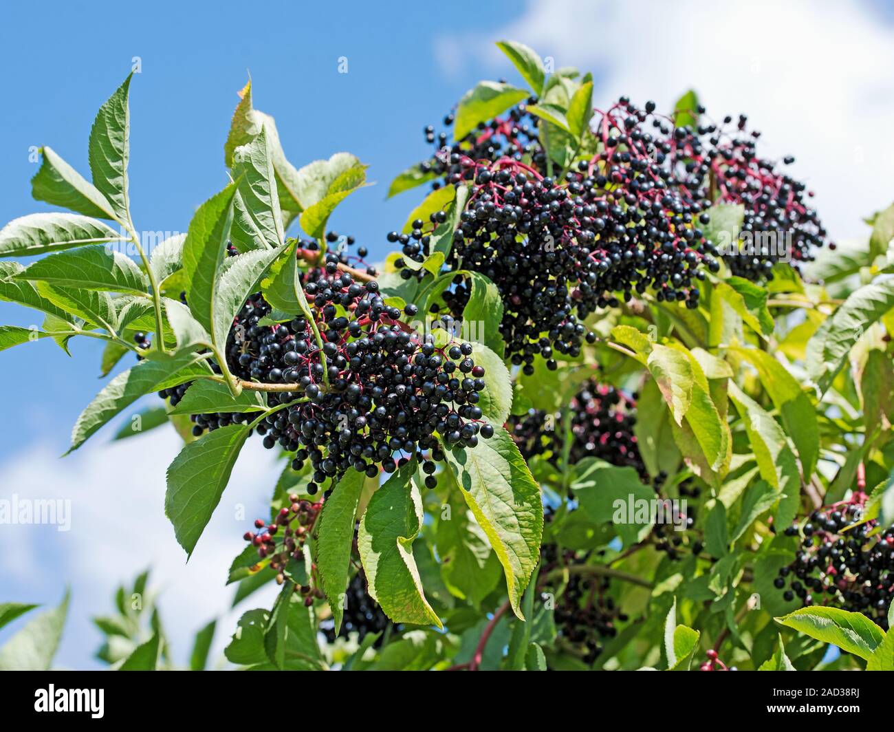 Elderberries on the shrub Stock Photo