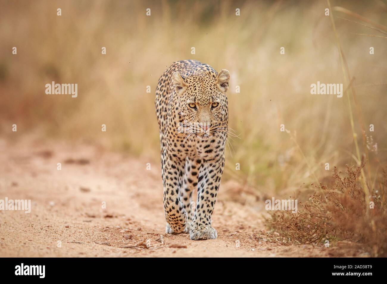 Leopard walking towards the camera. Stock Photo
