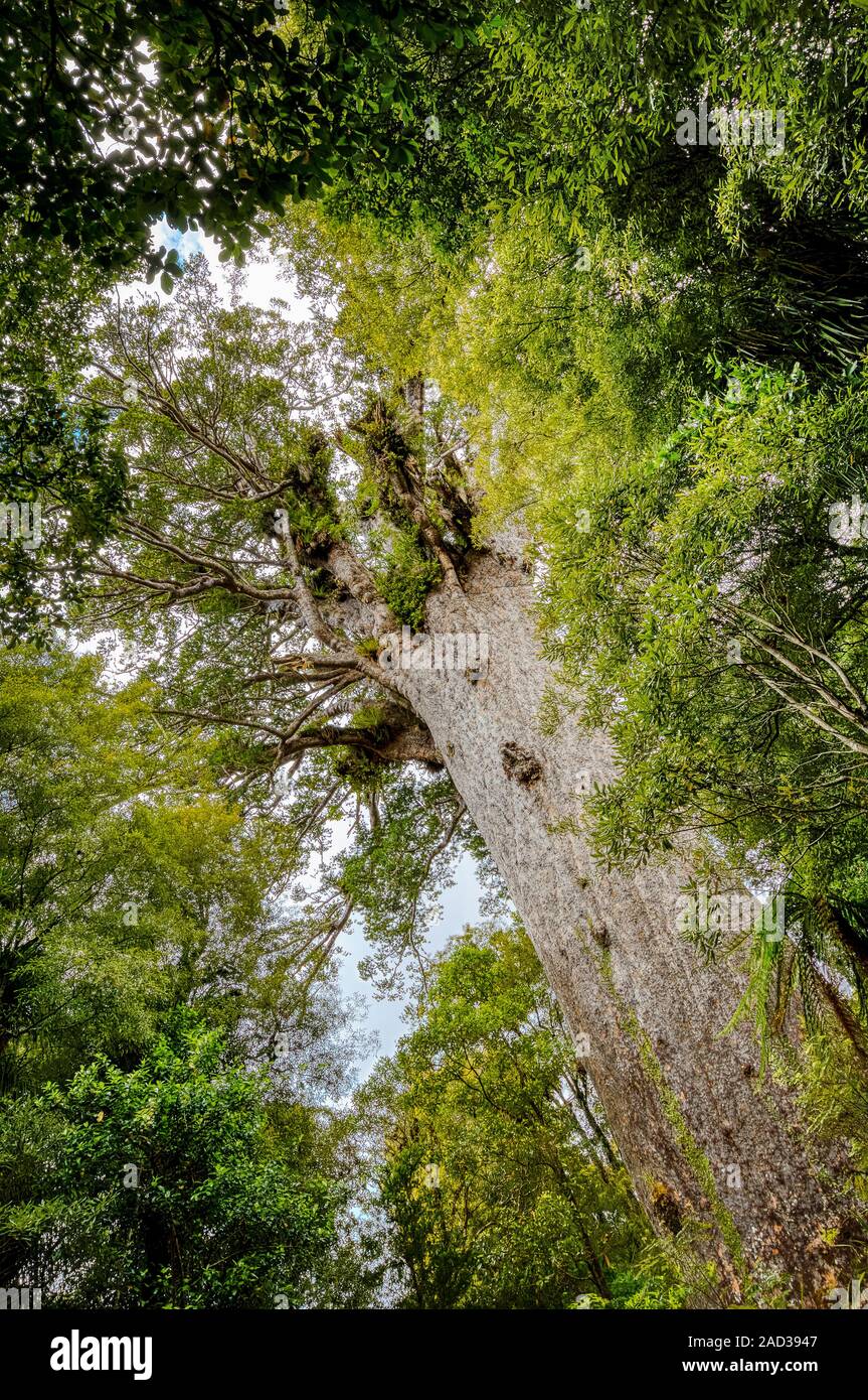 Tane Mahute, the largest living kauri tree (Agathis australis) in New Zealand. Waipoua Forest, Northland. Thought to be somewhere between 1,500 and 2, Stock Photo