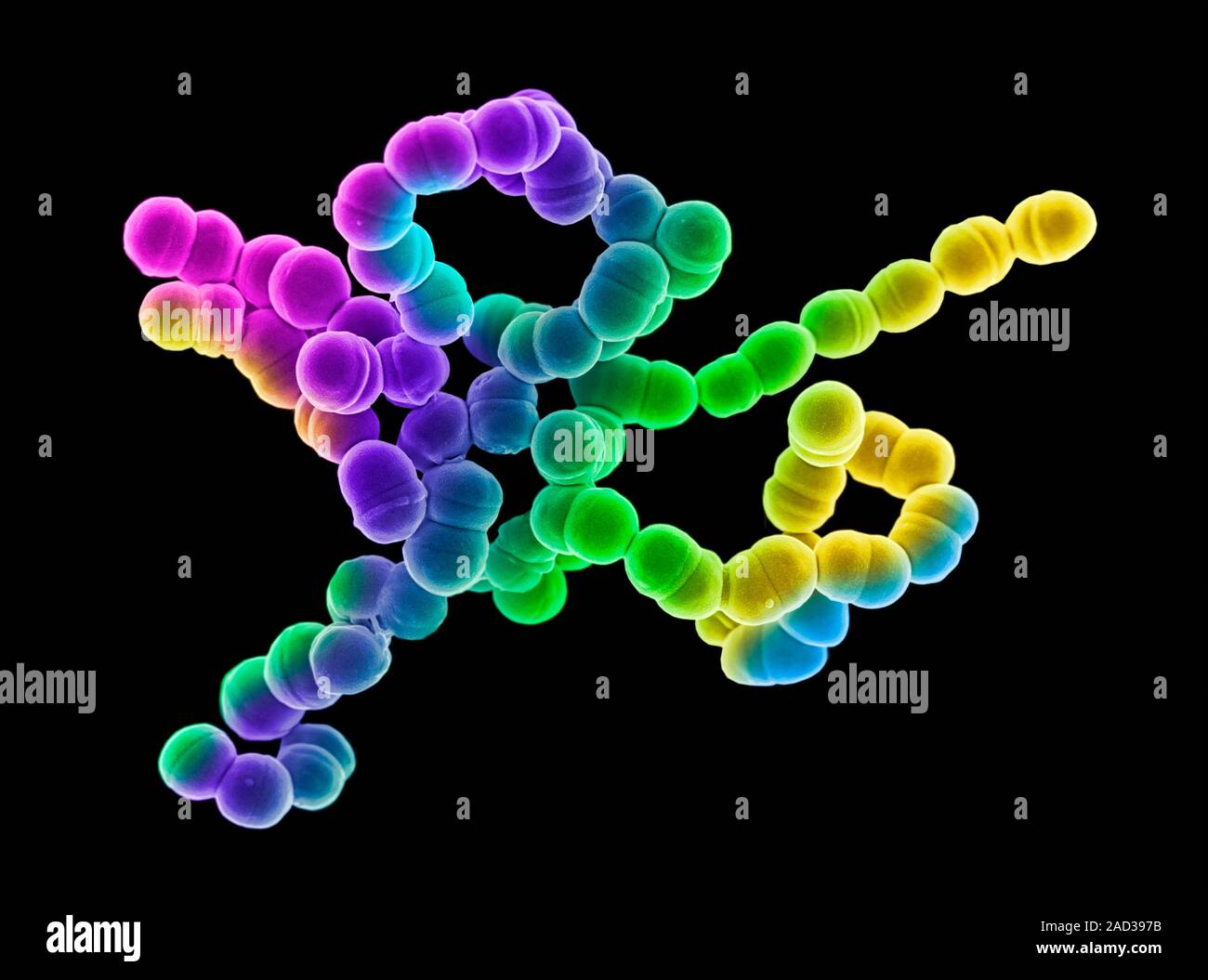 пиогенный стрептококк иммунитет. стрептококк фациалис. ароматобразующие стрептококки acetoinicus. стрептококк ядро. Streptococcus mutans (стрептококк мутанс).
