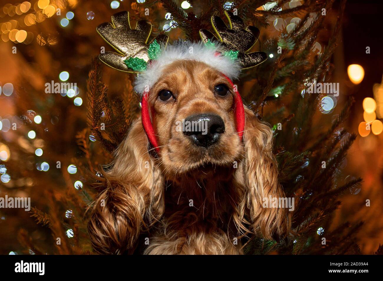Cocker hotsell spaniel christmas