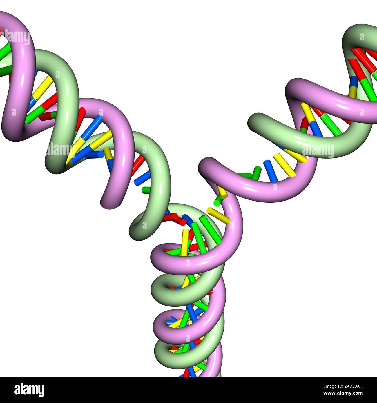 Удваивается молекула днк. Иллюстрация репликации ДНК. Репликация молекулы ДНК. Дупликация ДНК. Удвоение молекулы ДНК.