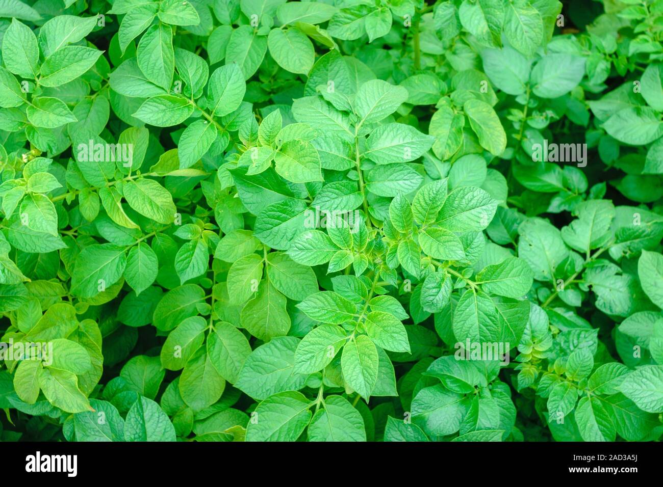 potato leaves natural background texture natural background Stock Photo -  Alamy