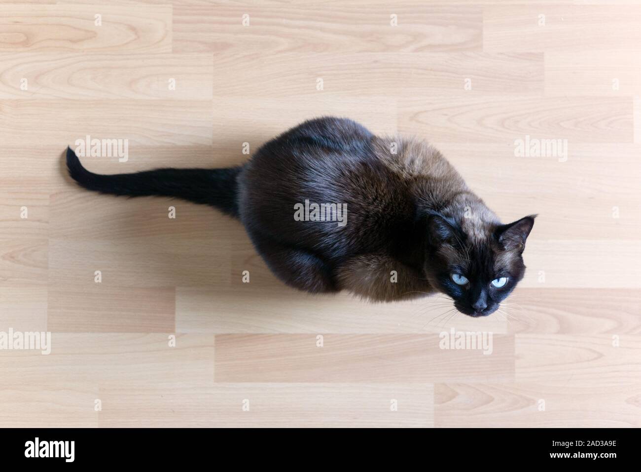 overhead view of siamese cat sitting on laminate floor looking up with blue eyes Stock Photo