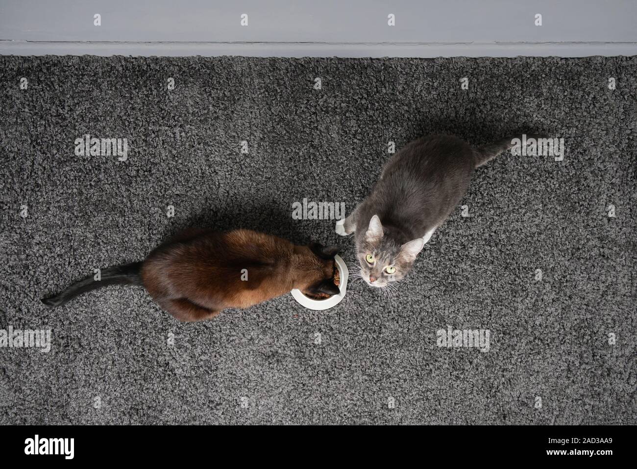 Cats sharing bowl top