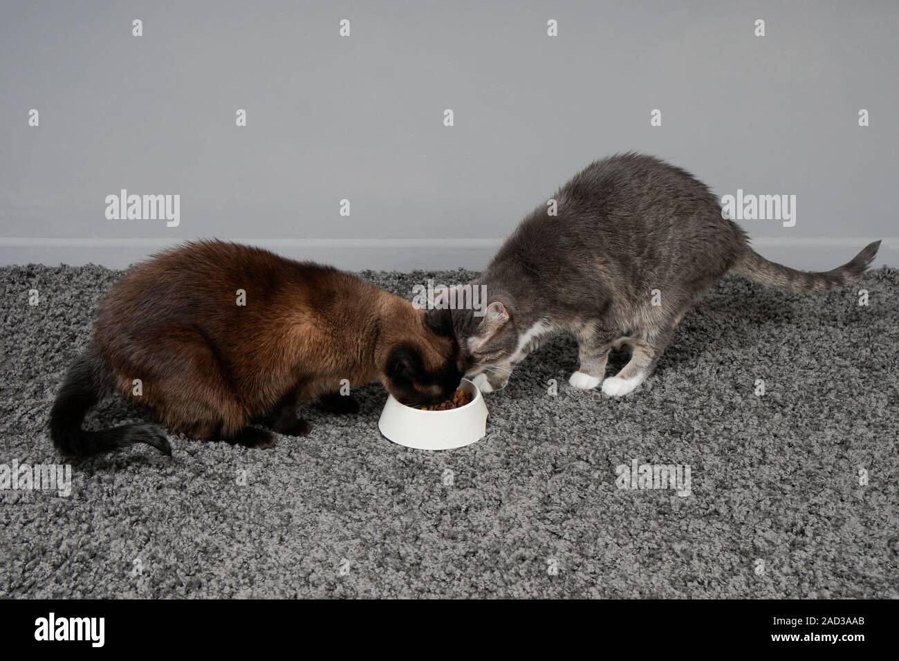 two cats eating from the same feeding bowl sharing cat food Stock Photo