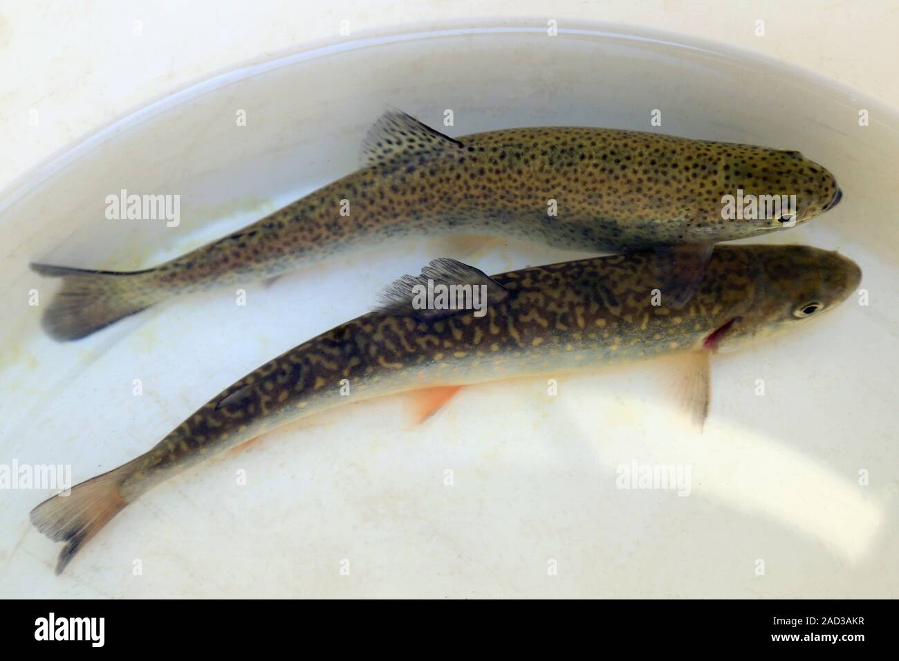 Brook trout, Salvelinus fontinalis and rainbow trout, Oncorhynchus mykiss Stock Photo