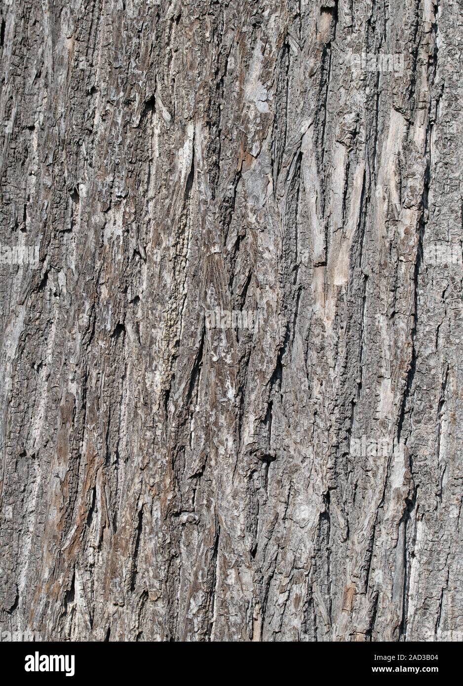 Lime tree bark in a close up Stock Photo Alamy