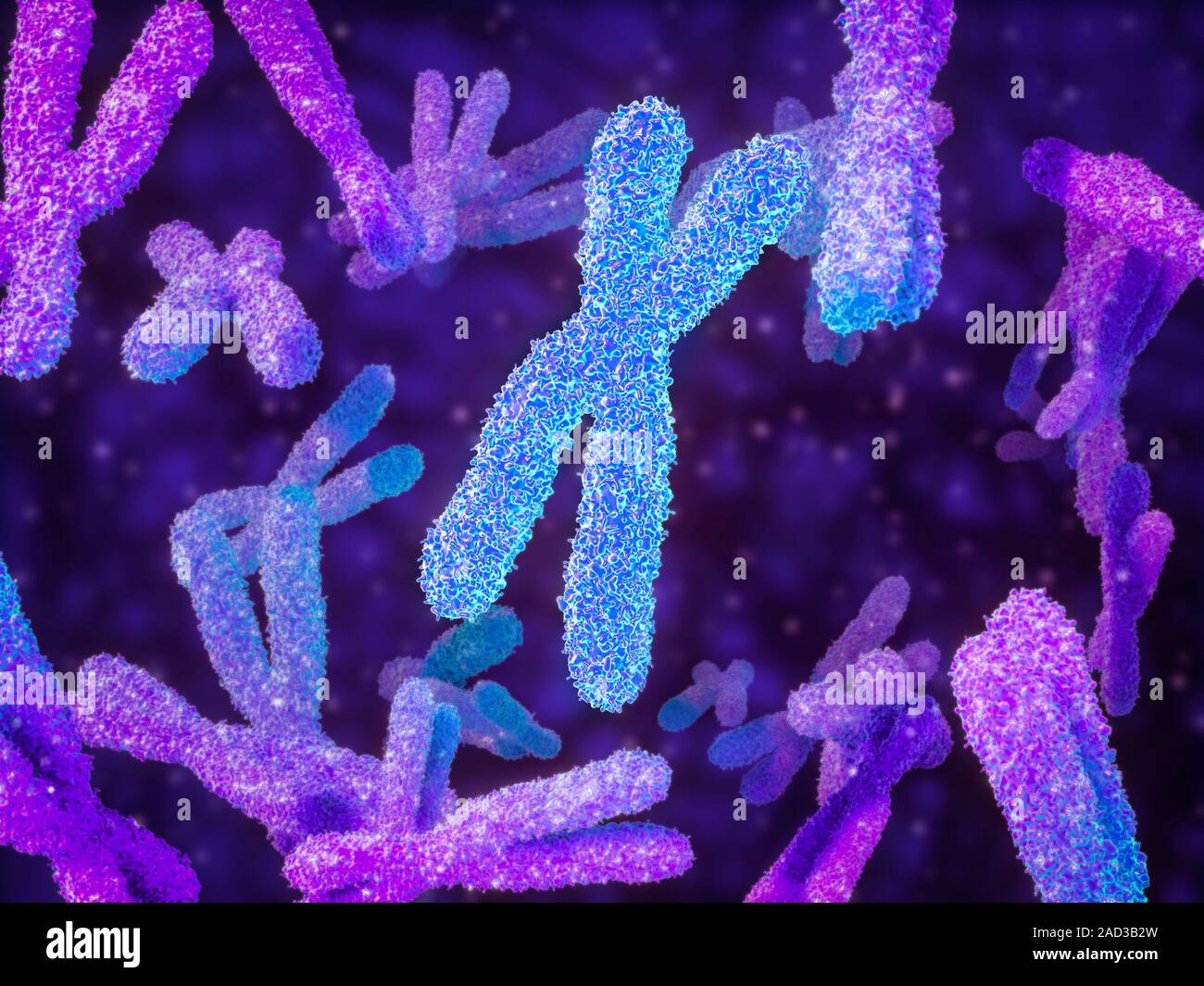 Chromosomes. Computer illustration of human chromosomes. Chromosomes ...