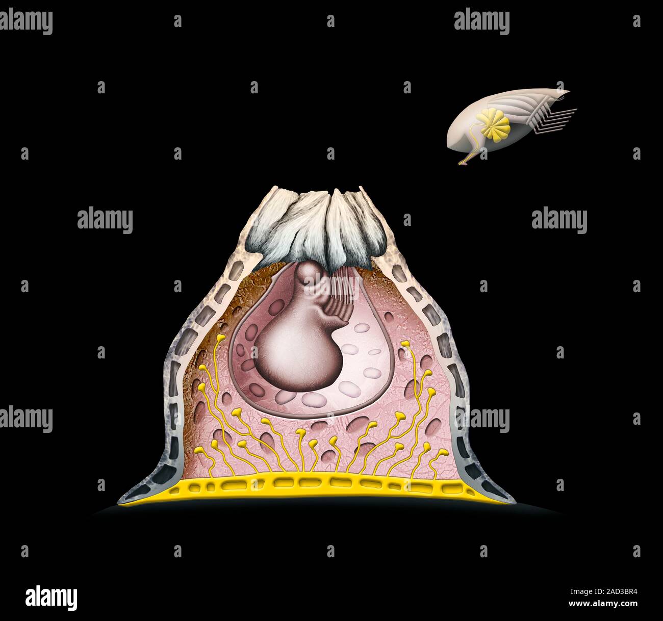 Illustration of a section through an adult acorn barnacle (family ...