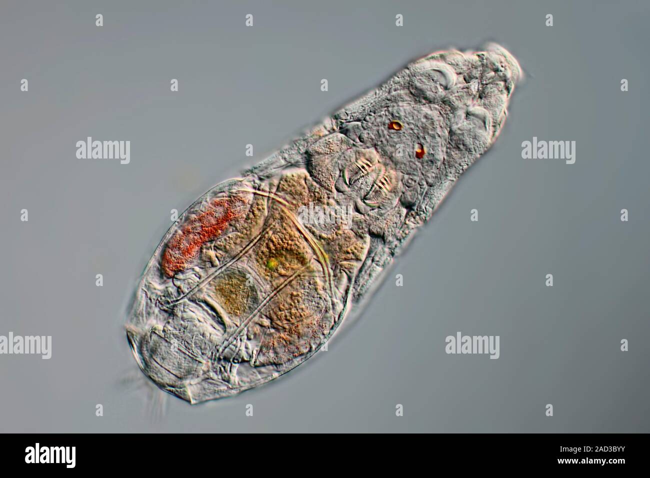 Rotifer. Differential interference contrast (DIC) light micrograph of a ...