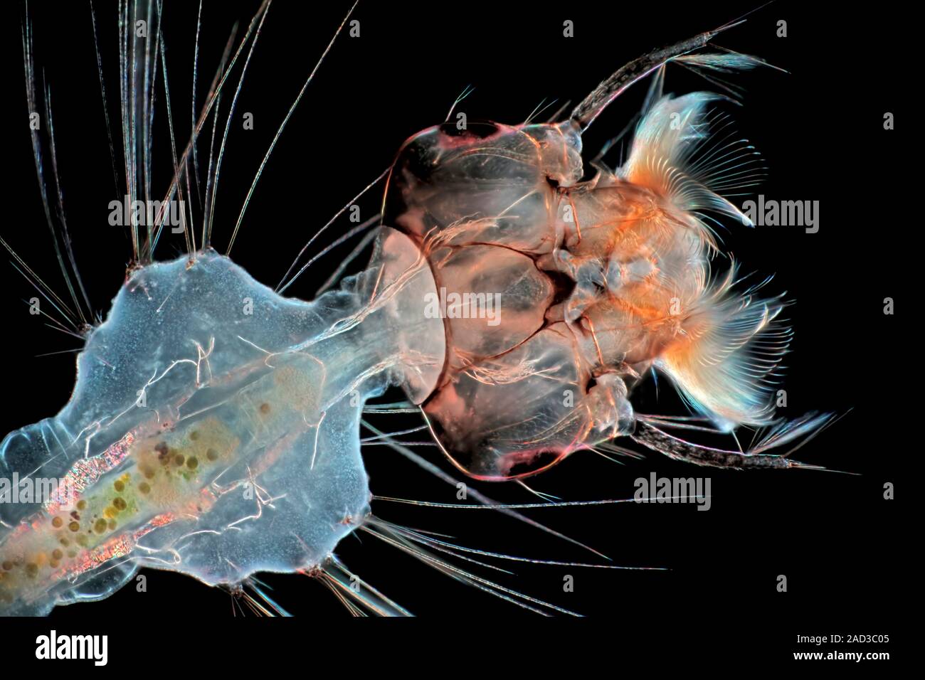 Mosquito larva. Darkfield illuminated light micrograph of the head of a