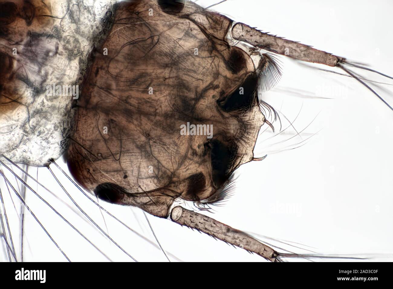 Mosquito larva. Brightfield illuminated light micrograph of the head of