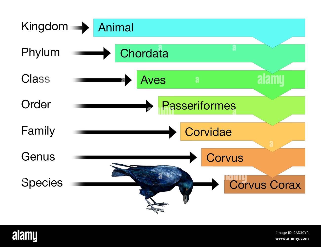 Biological classification. Computer illustration using a crow to