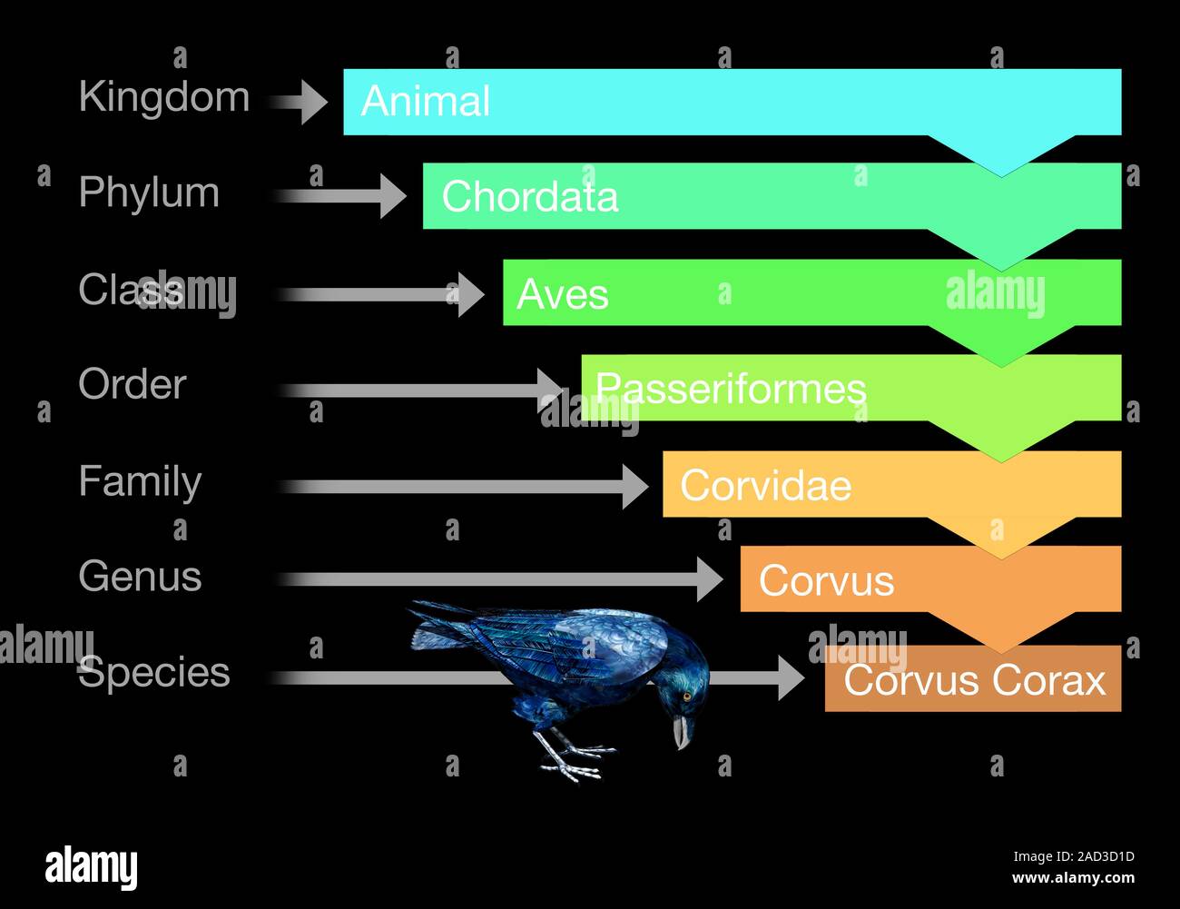 Biological classification. Computer illustration using a crow to