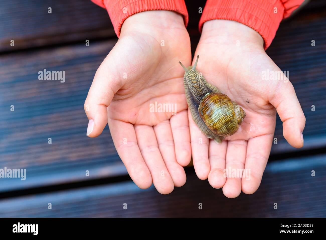 Child Snail High Resolution Stock Photography and Images - Alamy