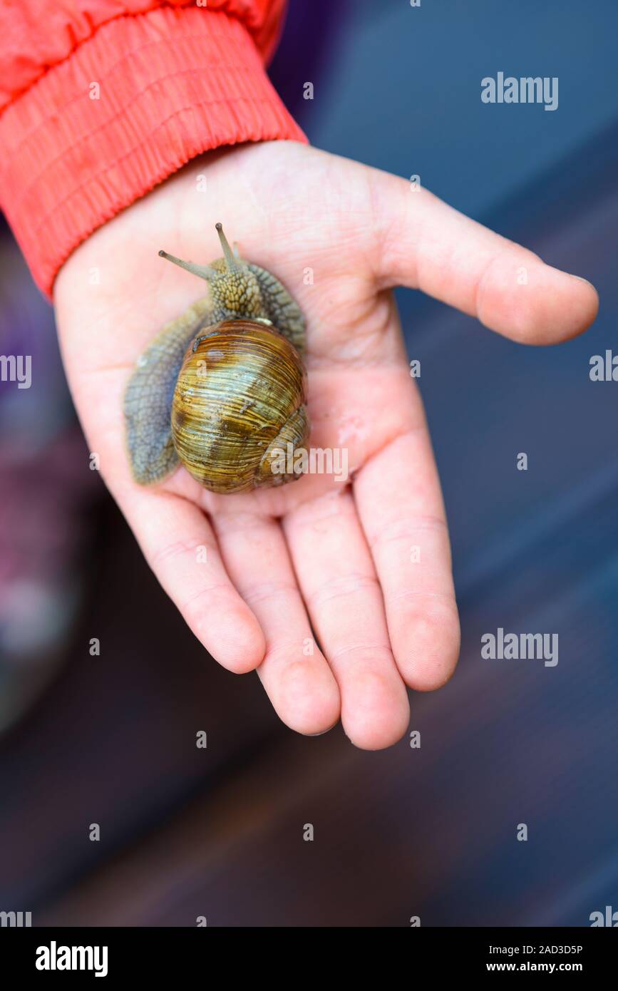 Snail on child hand on the brown terrace background Stock Photo - Alamy