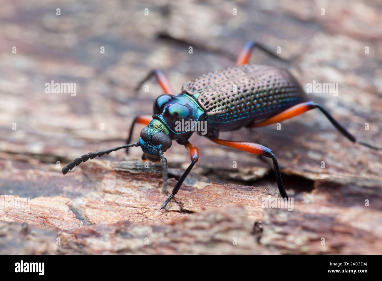 Darkling beetle. This species of Darkling beetle (family Tenebrionidae) has two prominent humps