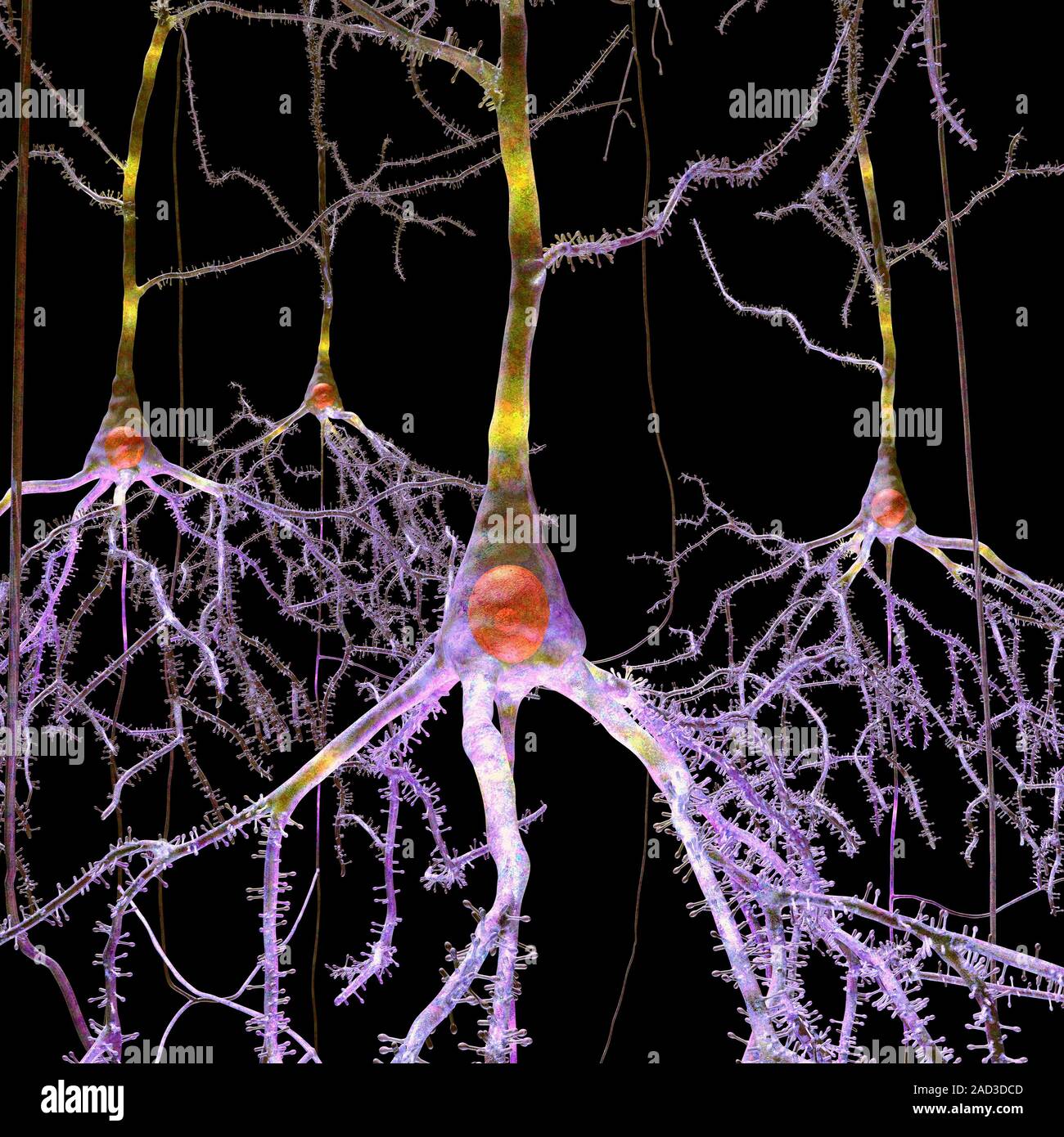 This image may not be used in educational posters Pyramidal nerve cell ...