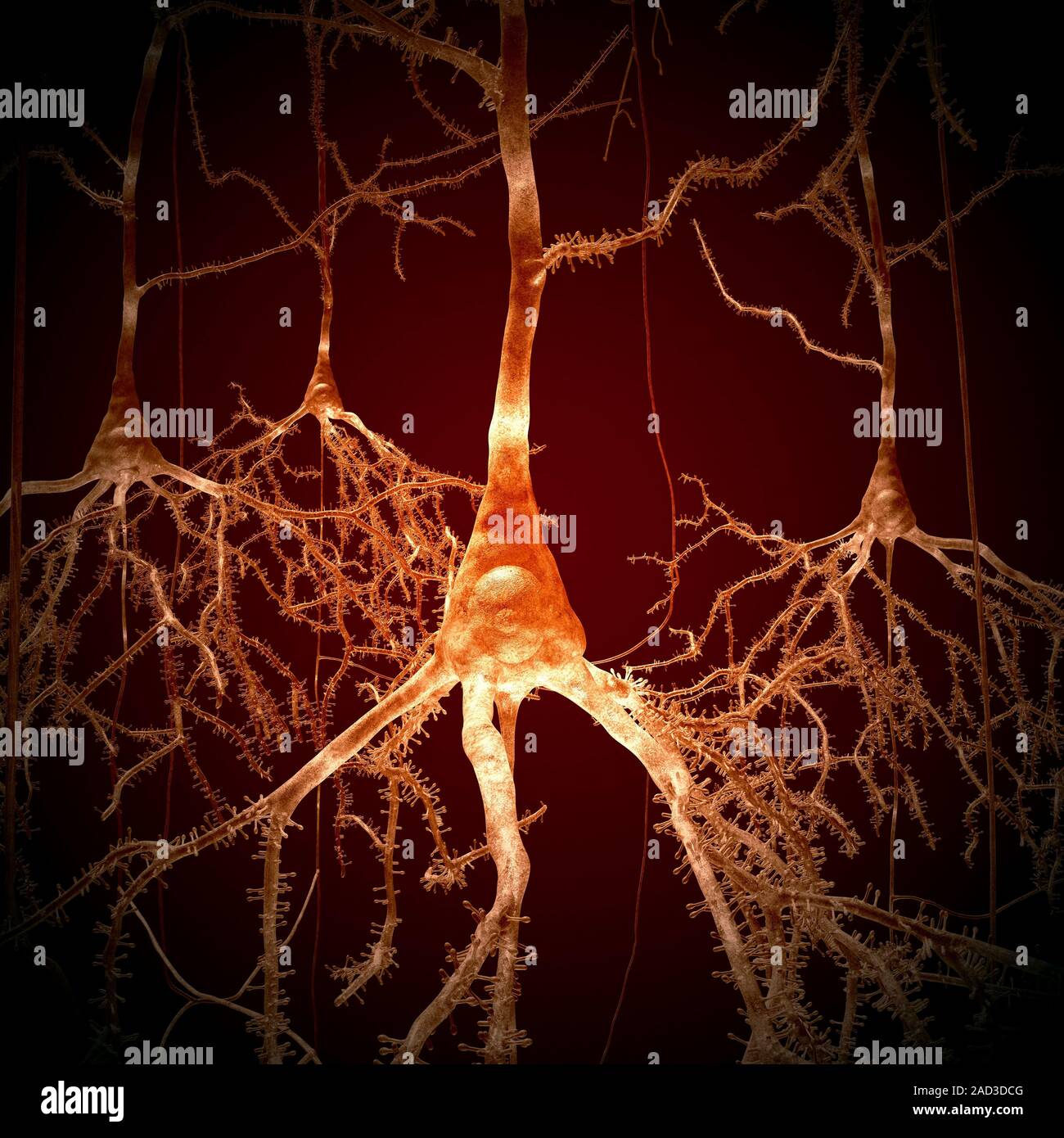 This image may not be used in educational posters Pyramidal nerve cell ...