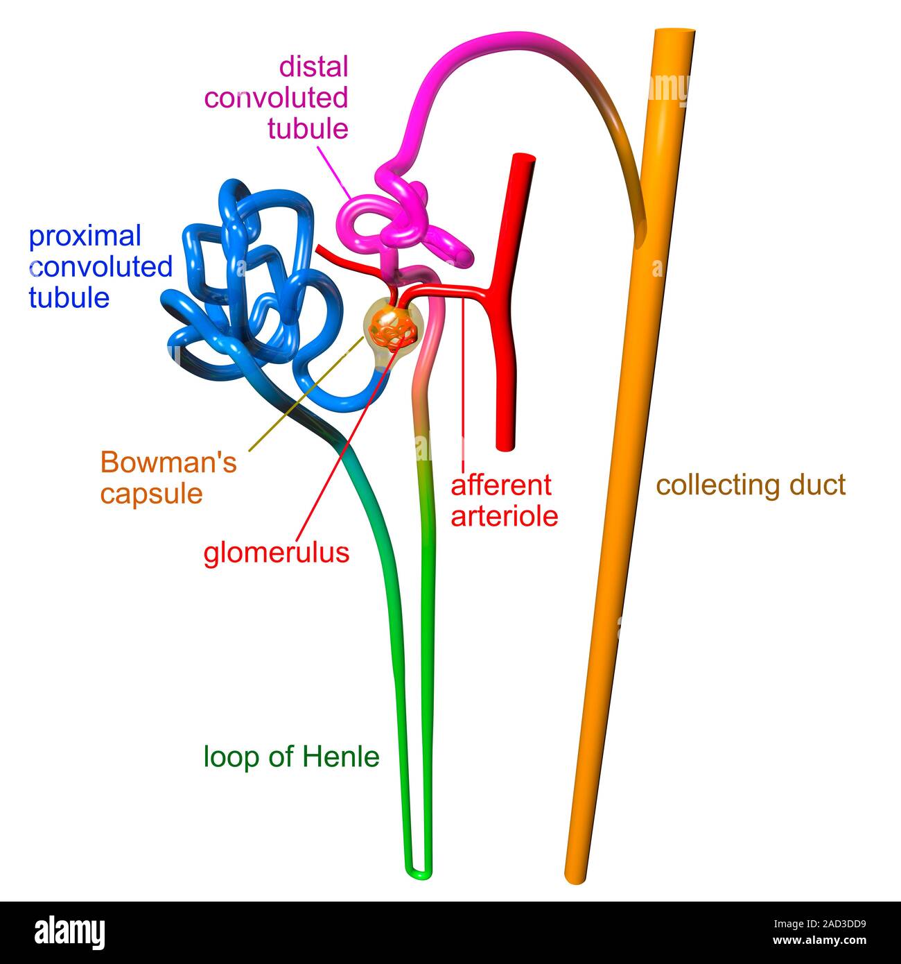 This image may not be used in educational posters Illustration showing the structure of a