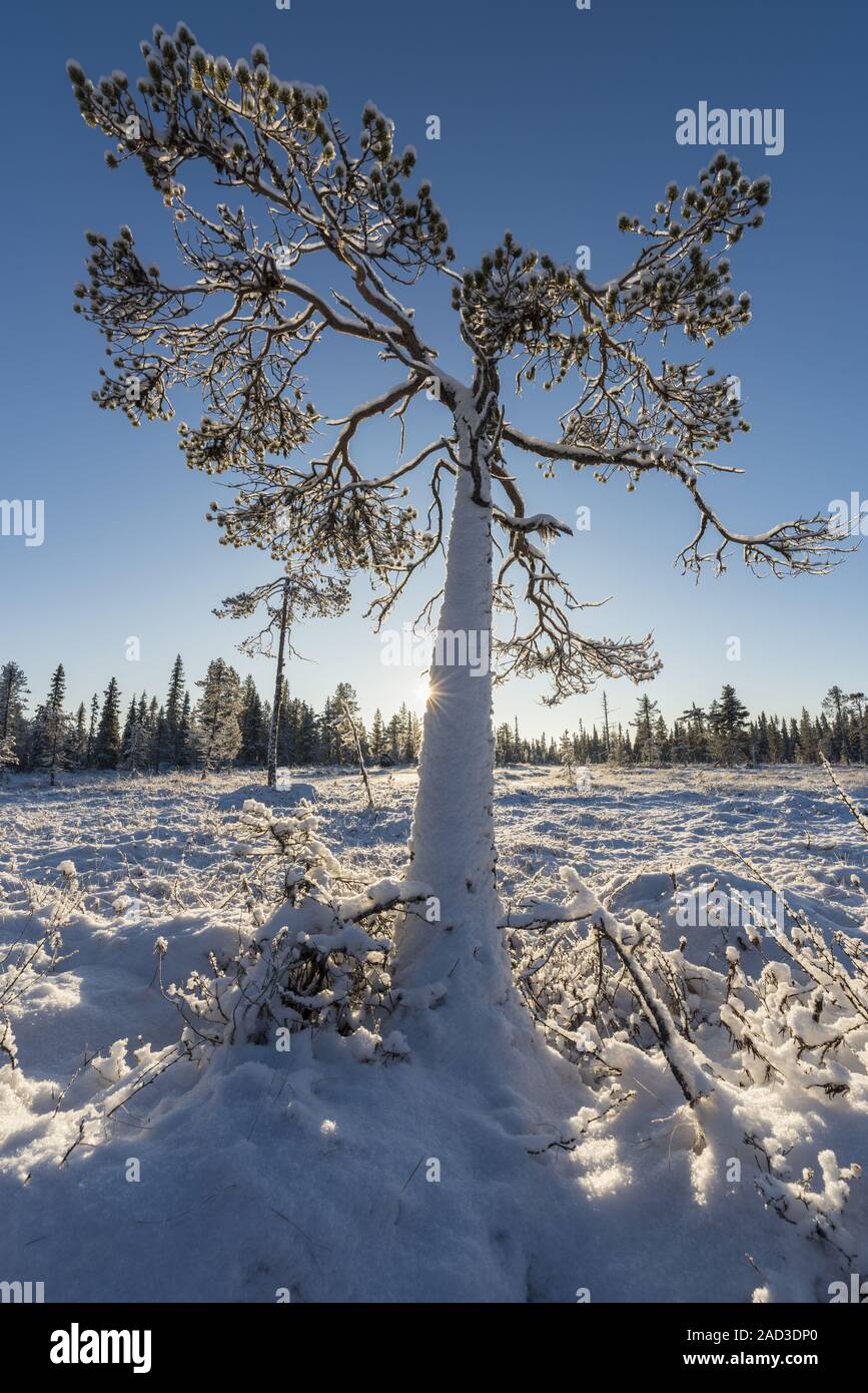 Snow covered pine, Muddus National park, Lapland, Sweden Stock Photo
