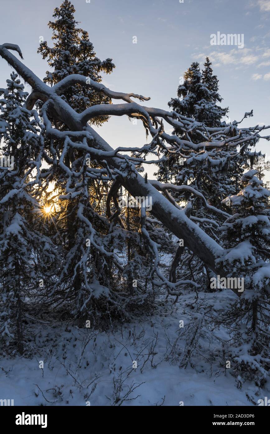 Snow covered trees, Muddus National park, Lapland, Sweden Stock Photo