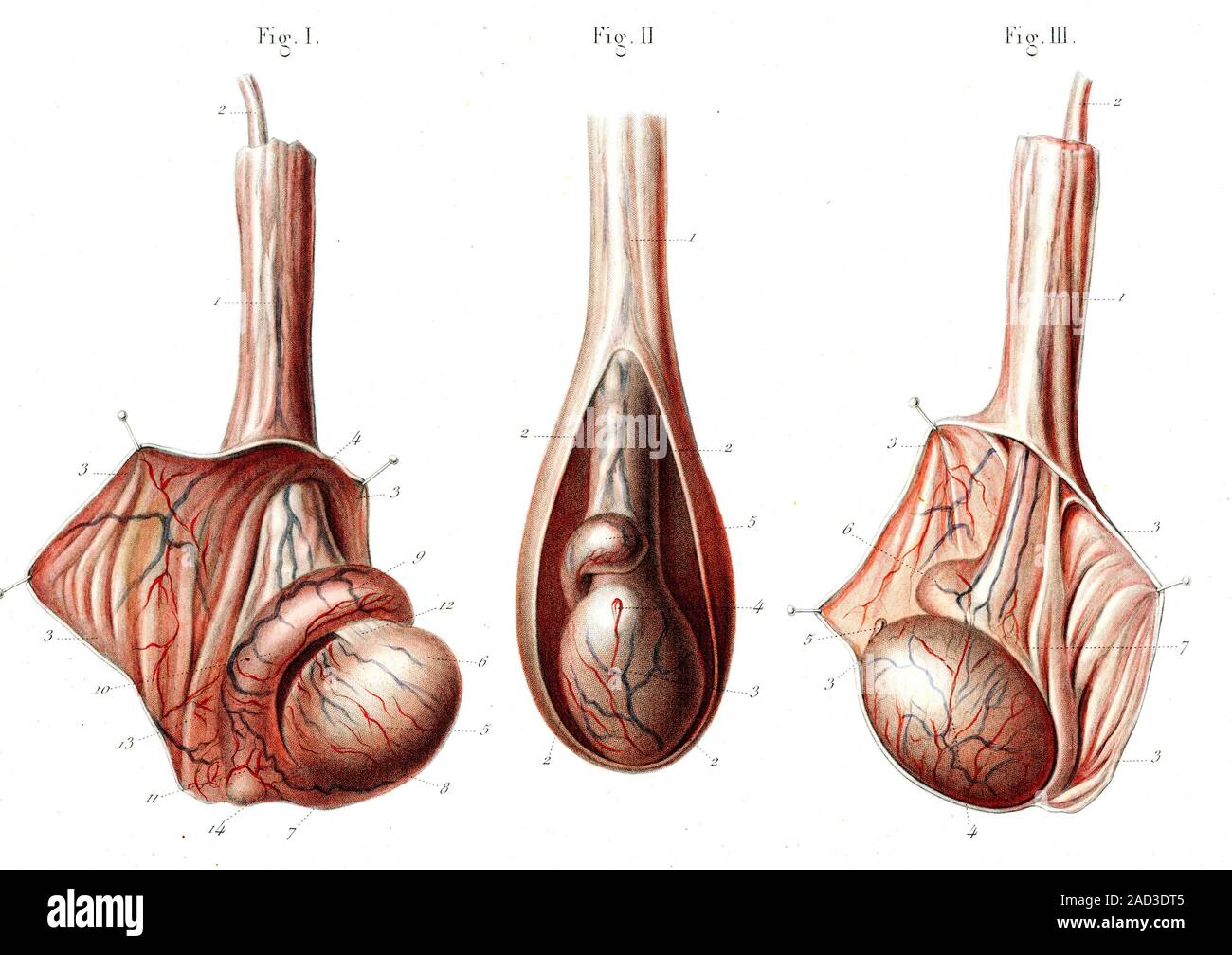 Testis In Real Life Testicle anatomy. 1866 illustrations of the internal anatomy of a male ...
