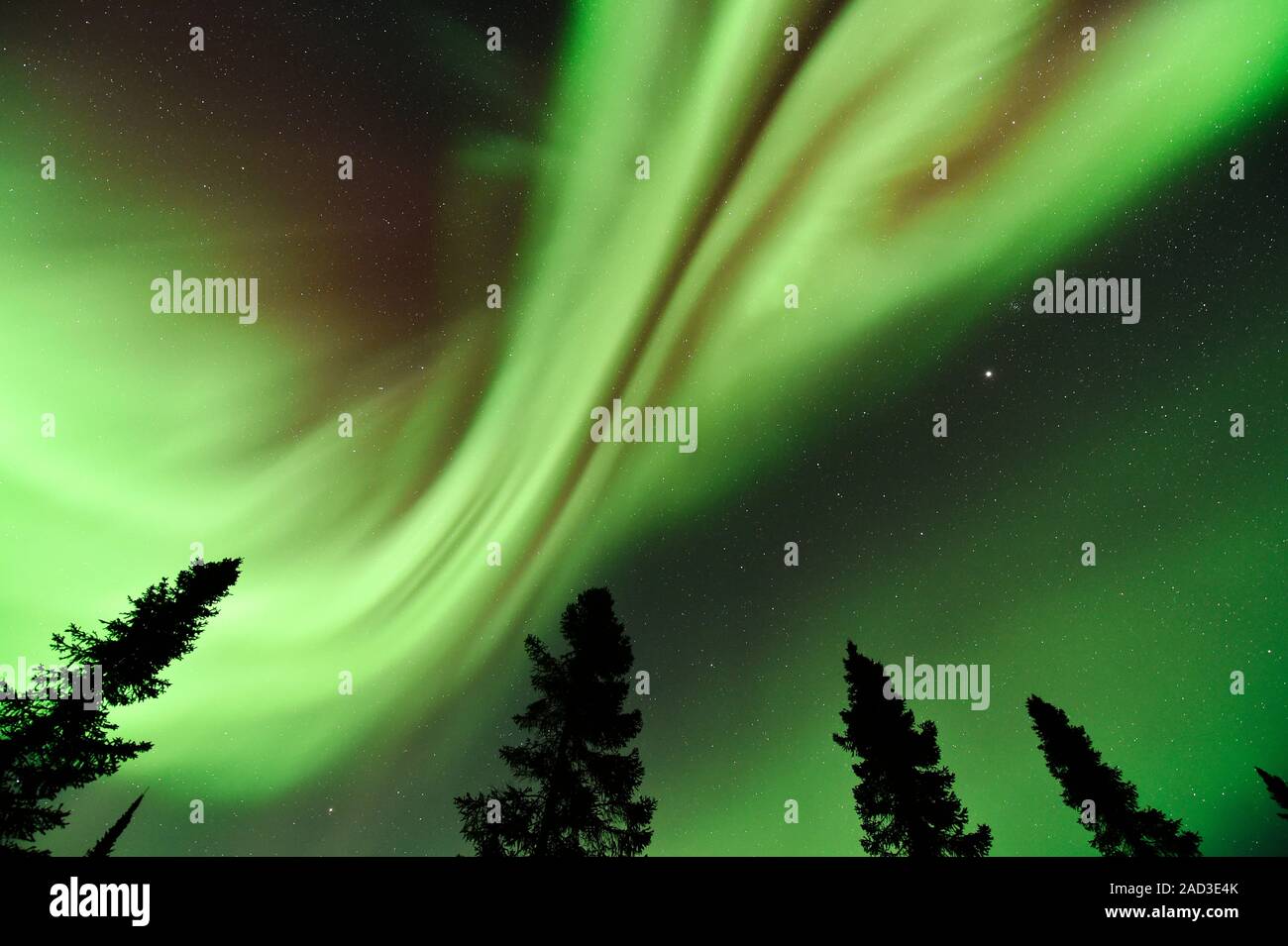 Aurora borealis over trees. The aurora borealis is a coloured light ...