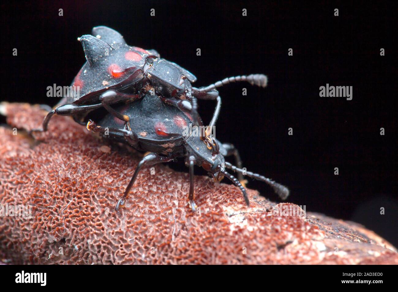 Handsome fungus beetles mating. Handsome fungus beetles (family