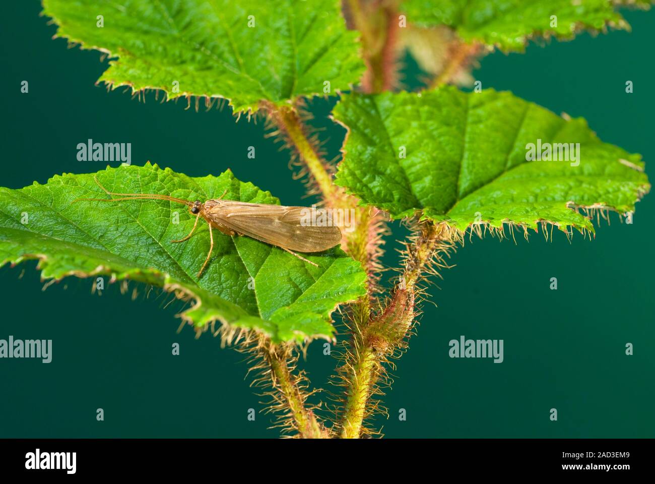 Caddisfly (order Trichoptera) on a plant. Caddisflies are mothlike